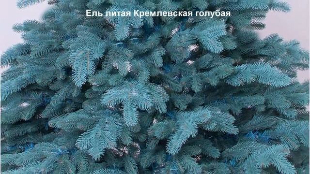 Искусственные ёлки оптом! Ель Литая Кремлевская голубая! Закажи на сайте! смотреть онлайн