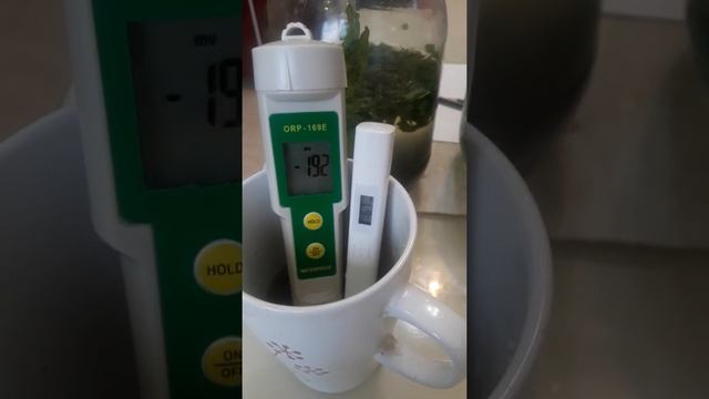 Крапивный квас 2 дня