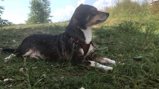 6 июля 2022 г.ЛАСКА В РАЮ У ЛЕНЫ.@gevondyanseda смотреть онлайн