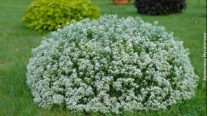 ❀ Лучшие многолетние цветы для сада и их применение в дизайне. Часть 1