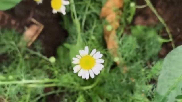 Ромашка лекарственная. Состав ромашки и применение. смотреть онлайн