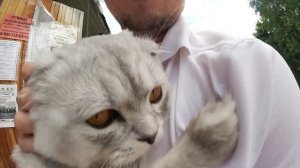 С котом вход разрешен! Кевин на прогулке | Бася не любит Кевина?