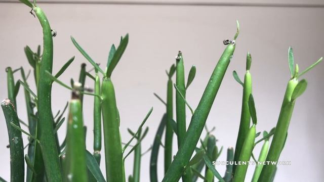 How To Grow & Care For Euphorbia Tirucalli смотреть онлайн