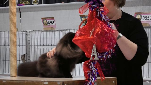 CFA International 2016 - Purple Show.Persian kitten solid class смотреть онлайн