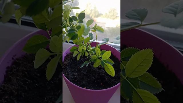 Роза Кордана ч. 2 смотреть онлайн