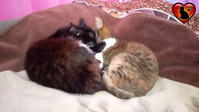 Приметы на 4 марта: что нужно положить под подушку на счастье. Что можно и нельзя делать 4 марта. смотреть онлайн