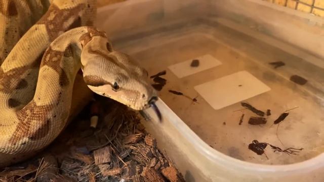 РУГАЕМ УДАВА:)) Реакция удава на недовольство хозяина