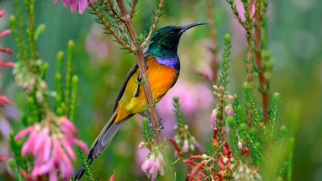 Красивая музыка и цветы наполняют мир эмоций и души.G.E.N.E.-Flowers & Soul. смотреть онлайн