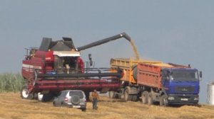 уборка пшеницы комбайном ПОЛЕСЬЕ GS 12 A1