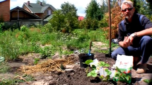 Полив и удобрение клубники смотреть онлайн