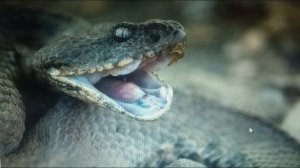 Как избавиться от змей на участке раз и навсегда!.