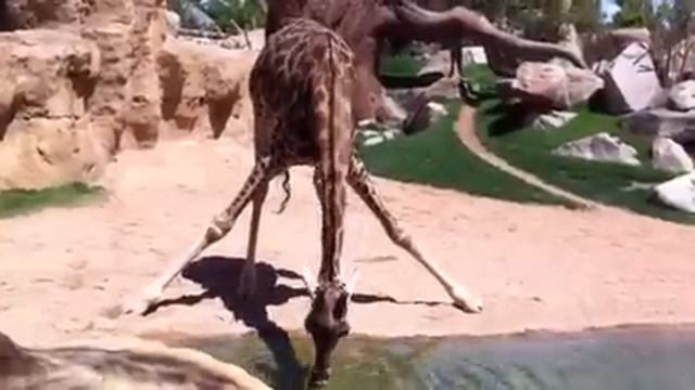 Жирафик пьет смотреть онлайн