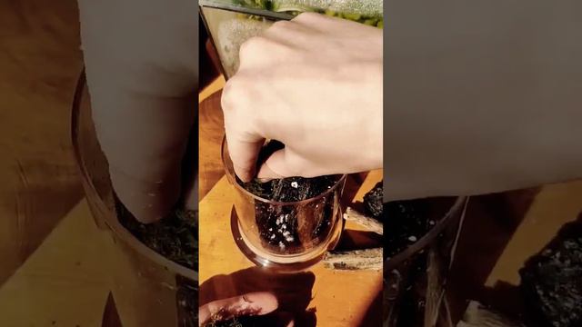 Terrario De Peperomia Prostrata En 1 Min