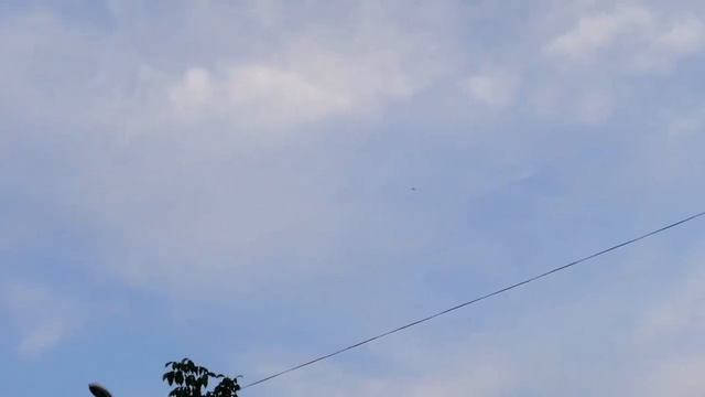 Ястреба тетеревятник ищет шанса поймать голубей. Goshawk Attack Pigeons.