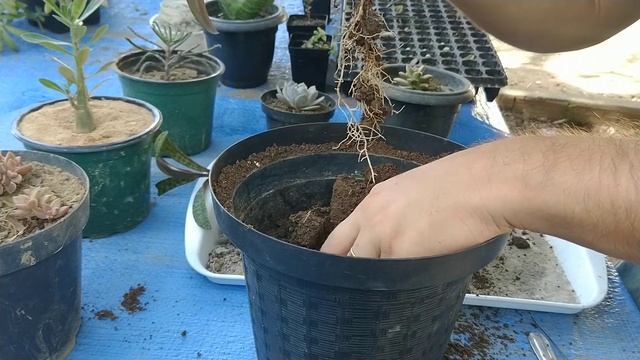 ?MANUSEIO DE LEDEBOURIA SOCIALIS! - SCILLA SOCIALIS - SCILLA VIOLACEA [ CUIDANDO E FAZENDO MUDA ]