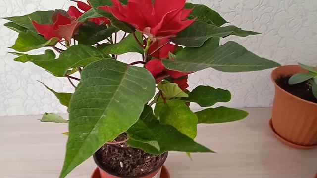 Пуансеттия красная уход после покупки пересаживать или нет цветок #пуансеттия#пуансеттиякрасная смотреть онлайн