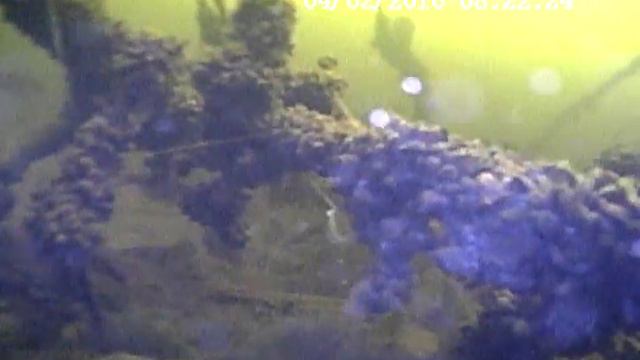 Подводная съемка огромной стаи рыбы - часть 2 смотреть онлайн
