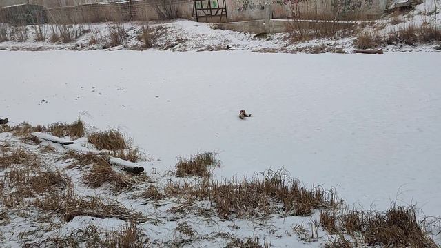 Осторожно гололед! После дождя Снегопад в Якутске. 23 октября. смотреть онлайн