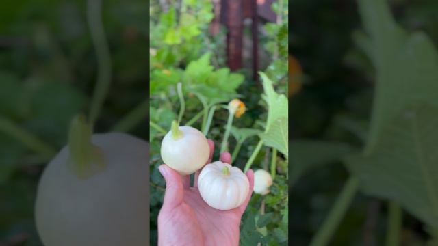 Тыквы Бэби Бу😍#shorts смотреть онлайн