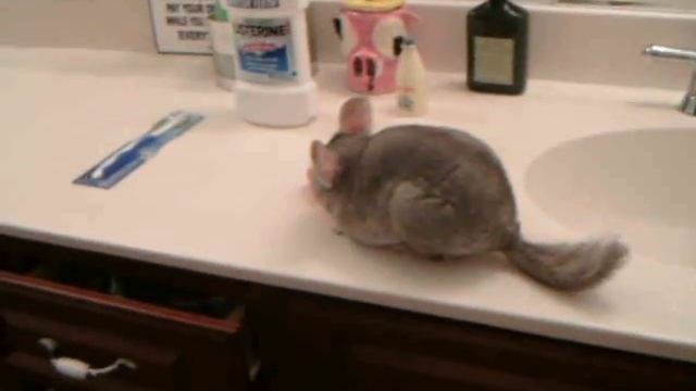 Chinchilla Free run (sink) смотреть онлайн