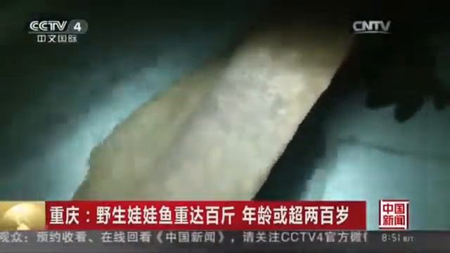 A giant 200 year old Salamander in Chinese cave смотреть онлайн