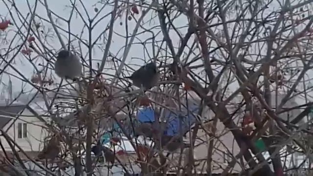 ЗИМНИЕ ПТИЦЫ смотреть онлайн