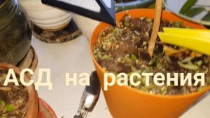 ⚗ Агрономия и АСД-2Ф. АСД на растения (1) 02.01.2019.