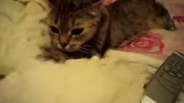 Кошка Ромашка и марля! смотреть онлайн