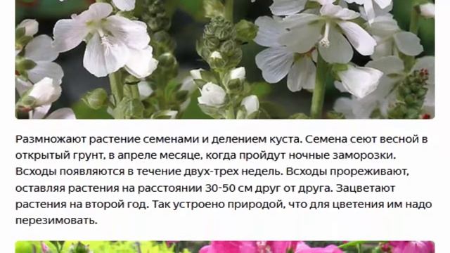 Сидальцея растет на любых почвах смотреть онлайн