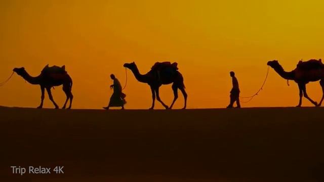 قافلة جمال الصحراء مع موسيقى عربية للتأمل والإسترخاء | Camel caravan смотреть онлайн