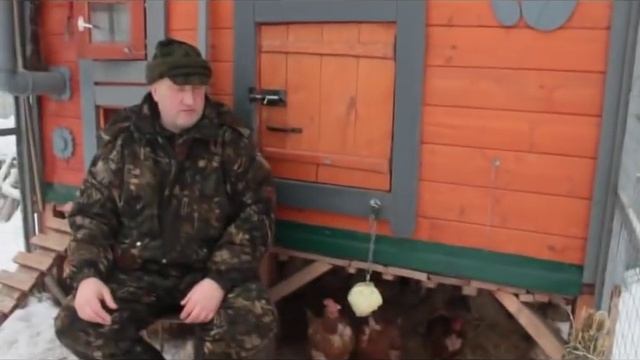Источники натуральных витаминов для кур несушек. смотреть онлайн