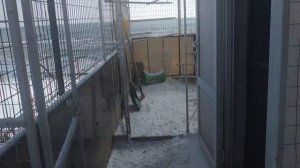 Мариупольские голуби в небе Урзуфа