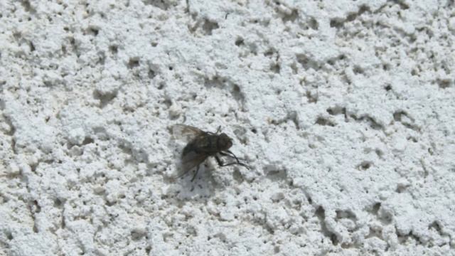 Extreme close-up of a fly rubbing its legs.