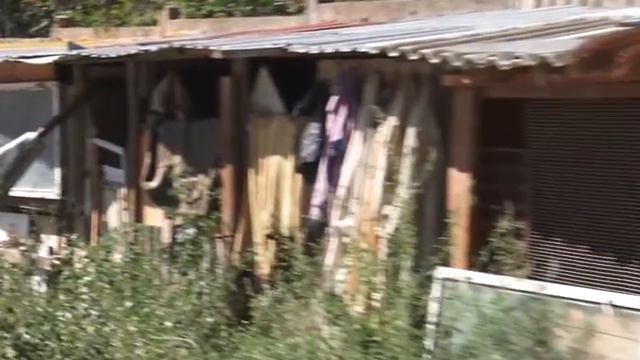 Приют для бездомных животных построят, когда появятся деньги смотреть онлайн