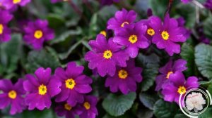 Мульчирование хвоей