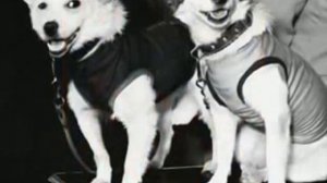 Животные в космосе.flv