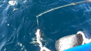 Морская рыбалка в Баренцевом море/ Териберка 17 апреля 2018 /Треска/Рыбалка в Мурманске/Кильдин