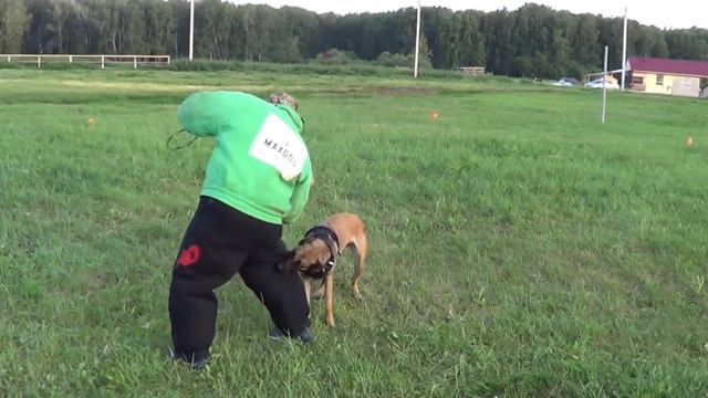 Кинологический лагерь 25 26 06 2022