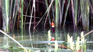 КАРП на ПОПЛАВОК | Рыбалка в камыше