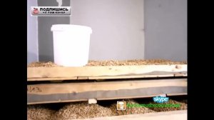 Вешенка мицелий, как правильно готовить зерно для мицелия грибов