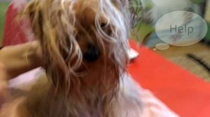 ЙОРКШИРСКИЙ ТЕРЬЕР|КАК ПОДСТРИЧЬ ЙОРКА |ТЕХНИКА ПОЭТАПНО | В ДОМАШНИХ УСЛОВИЯХ | СТРИЖКА | ГРУММИНГ