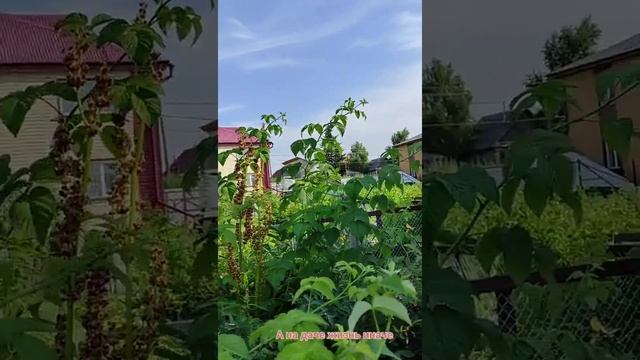 Малина завалила урожаем. Планируем следующий урожай. смотреть онлайн