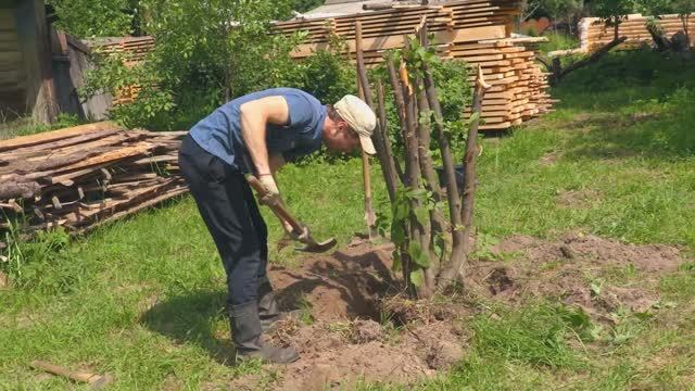 ЧЕМ КОРЧЕВАТЬ ДЕРЕВЬЯ? Руками-Бульдозер-Экскаватор.mp4 смотреть онлайн