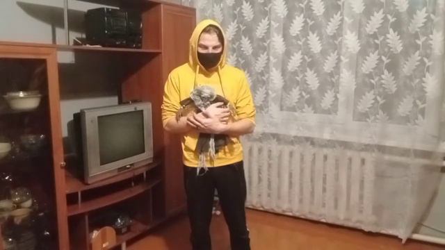 Halloween в реальной жизни | духи пришли мне отомстить смотреть онлайн