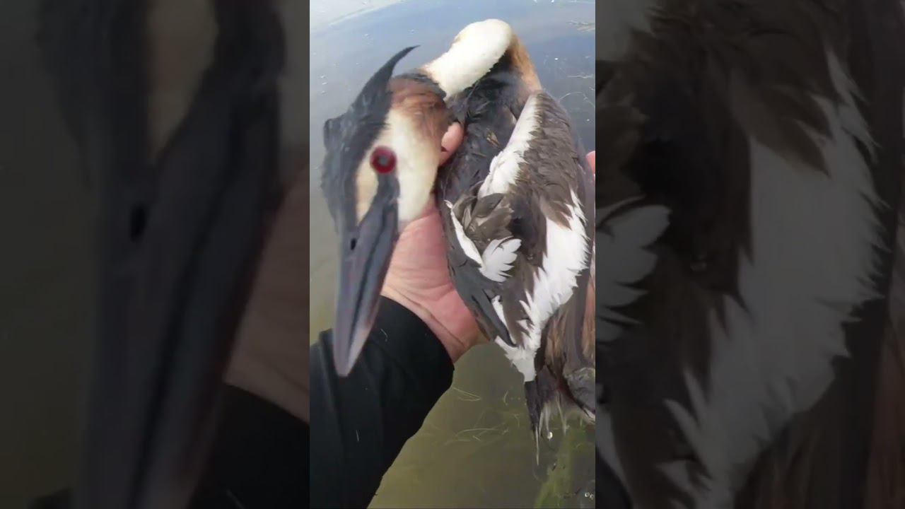 #рыбалка | Птица попала в сеть 2 | смотреть онлайн