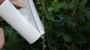 100% Укореняем Розу/Черенкование Роз Летом (Июль)/Черенки на Кусту Розы/Садовые Растения/1 часть