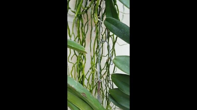 ...my vanda sanderiana ❤ смотреть онлайн
