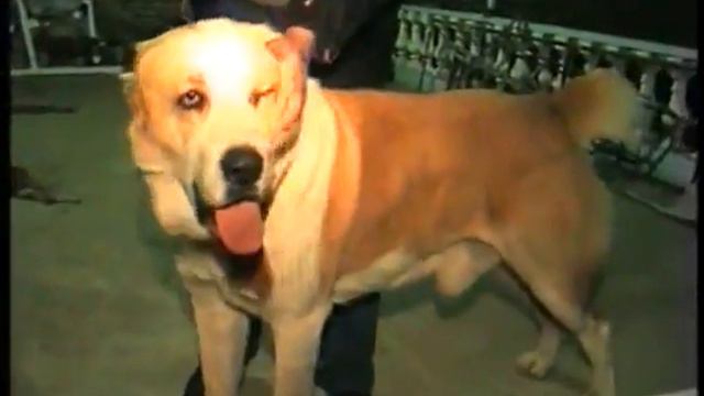 Мары Архив Туркменский Волкодав САО Turkmen Itleri alabay Central Asian Work Dogs Alabai смотреть онлайн