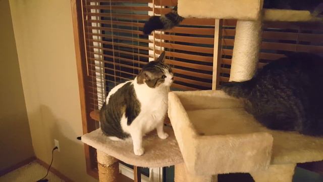 #23 Мартовские Коты смотреть онлайн