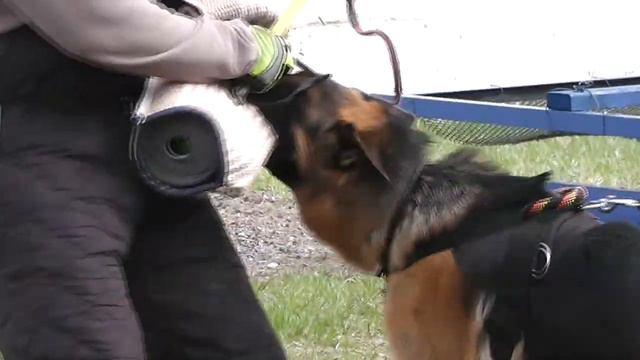 Феникс из Дома Алленс. Семинар по защите, первое занятие (1) смотреть онлайн